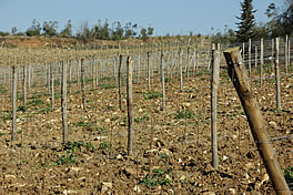 Servizi di giardinaggio Siena Chianti Firenze