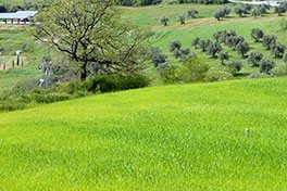 Servizi di giardinaggio Siena Chianti Firenze