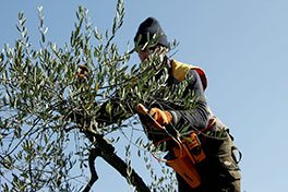 Servizi di giardinaggio Siena Chianti Firenze