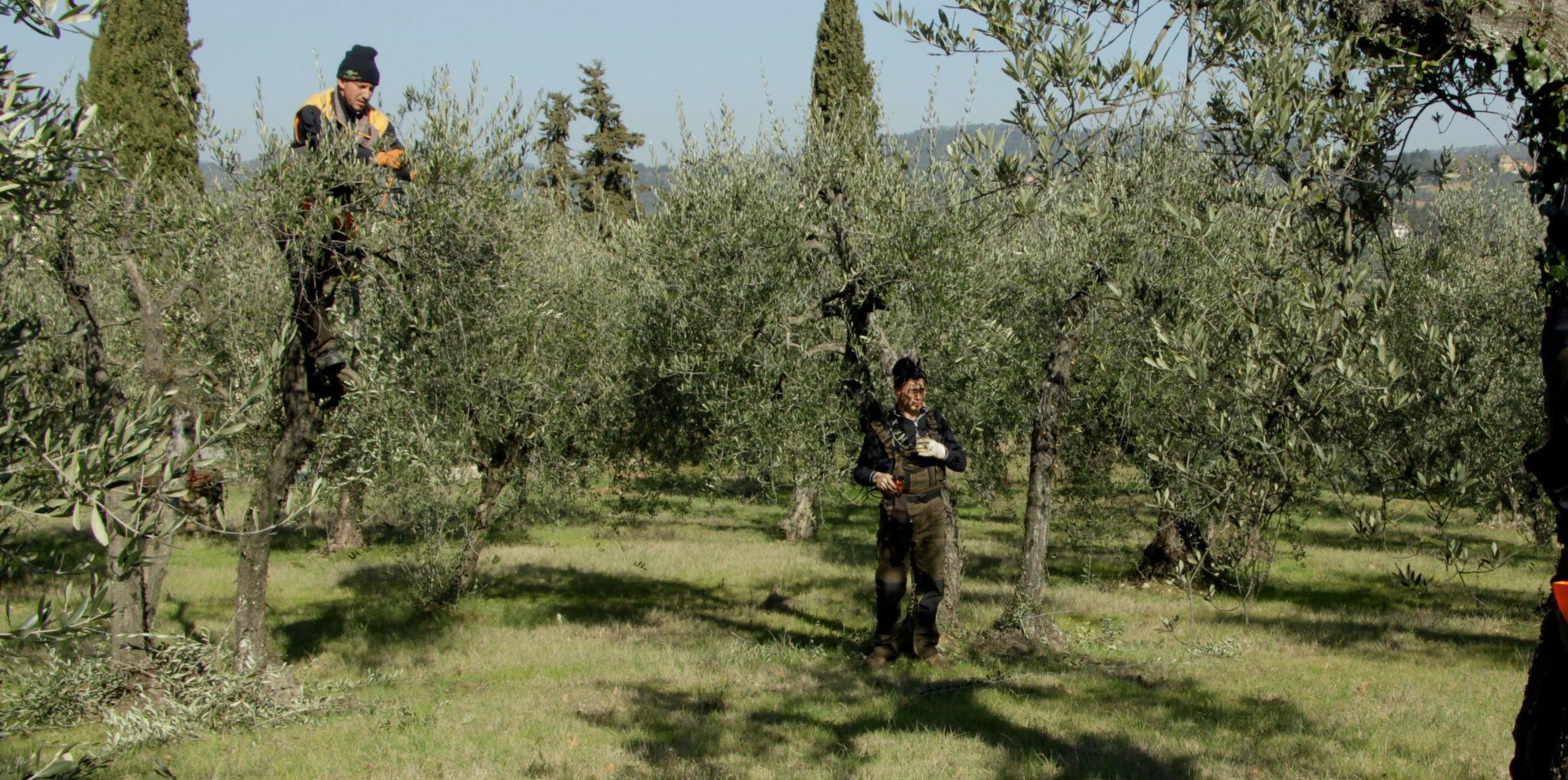 Servizi di giardinaggio Siena Chianti Firenze